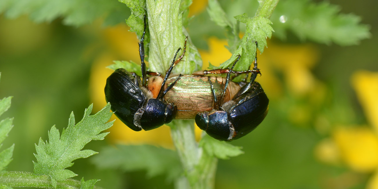 Rutelidae: Anomala dubia